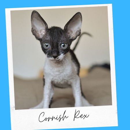 cornish rex cat breed