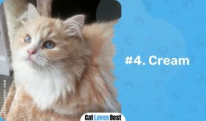 Ragamuffin Cat: Common Colors & Patterns