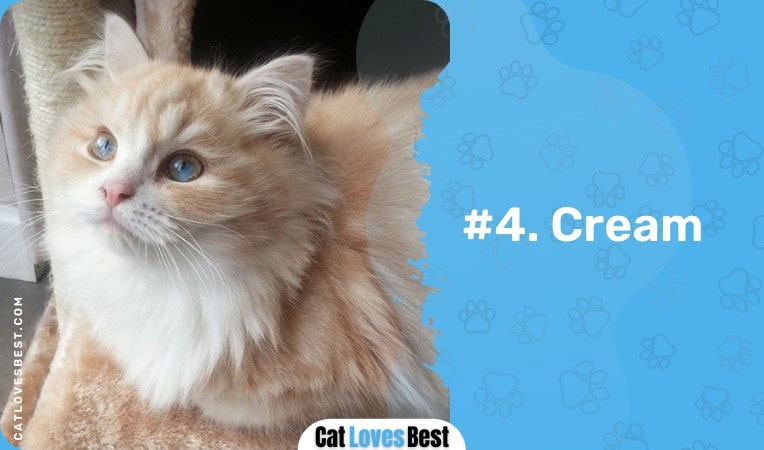 cream ragamuffin cat color