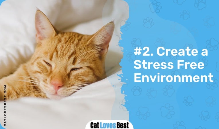 create a stress free environment for your cat
