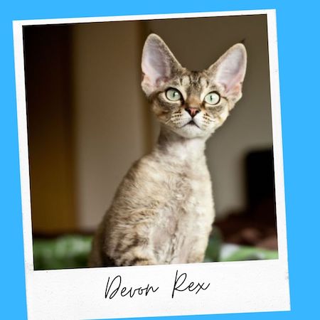 devon rex cat breed