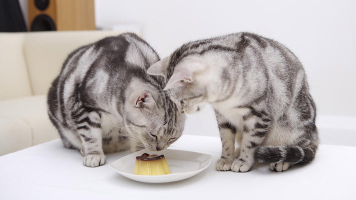 diet and lifespan of mackerel and classic tabby cats