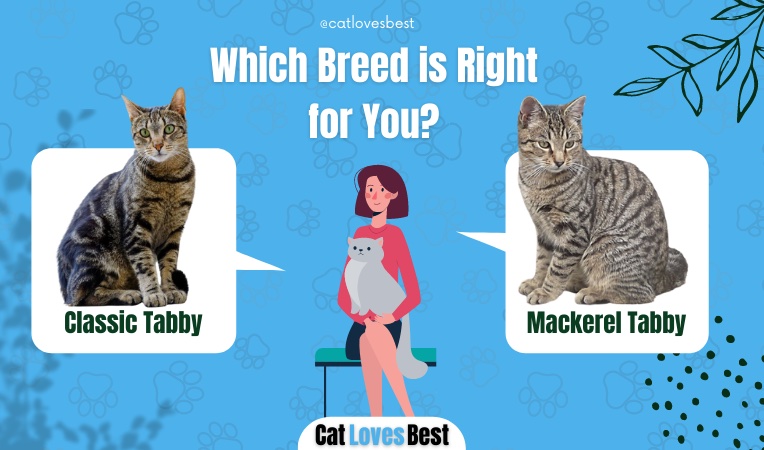 Classic Tabby vs Mackerel Tabby