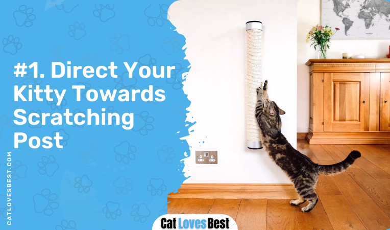 direct your cat the scratching post