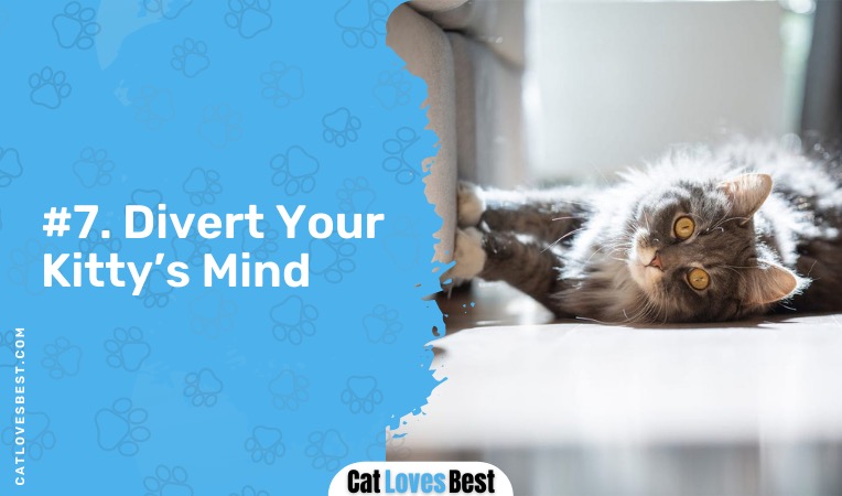 divert your cats mind