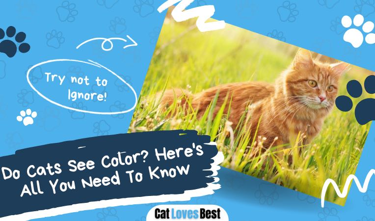do cats see colors here is all you need to know