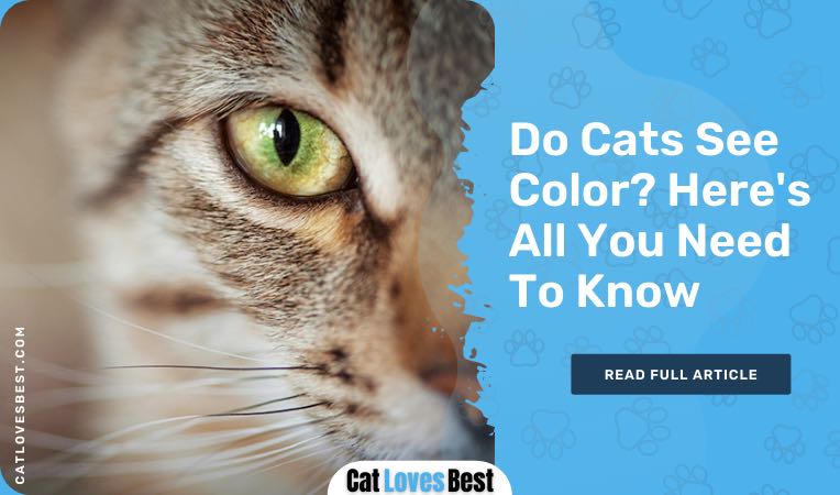 do cats see colors