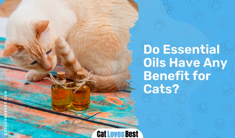 do essential oils have any benefit for cats