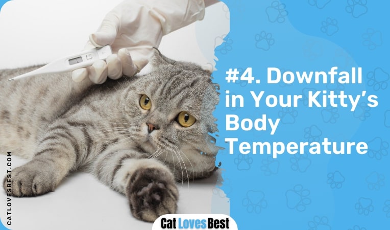 downfall in your kitty's body temperature
