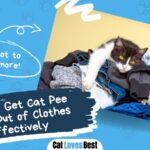 easy ways to get cat pee out of clothes effectively