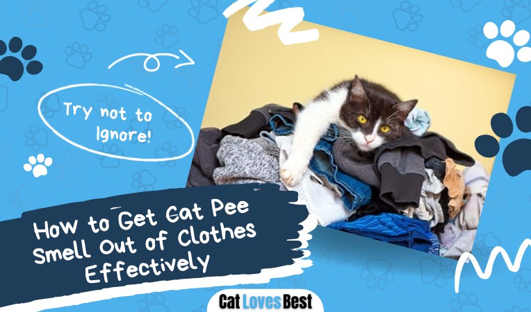 easy ways to get cat pee out of clothes effectively
