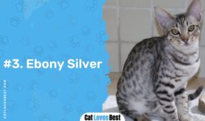 12 Beautiful Ocicat Colors (With Pictures)