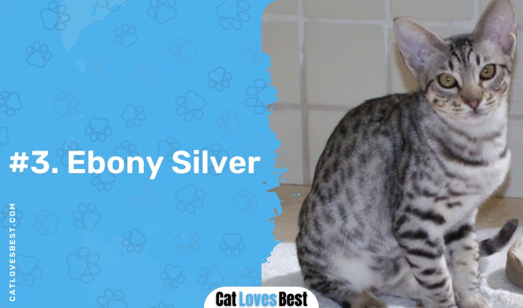 ebony silver ocicat