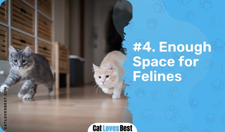 enough space for felines