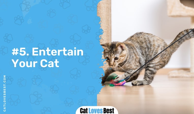 entertain your cat