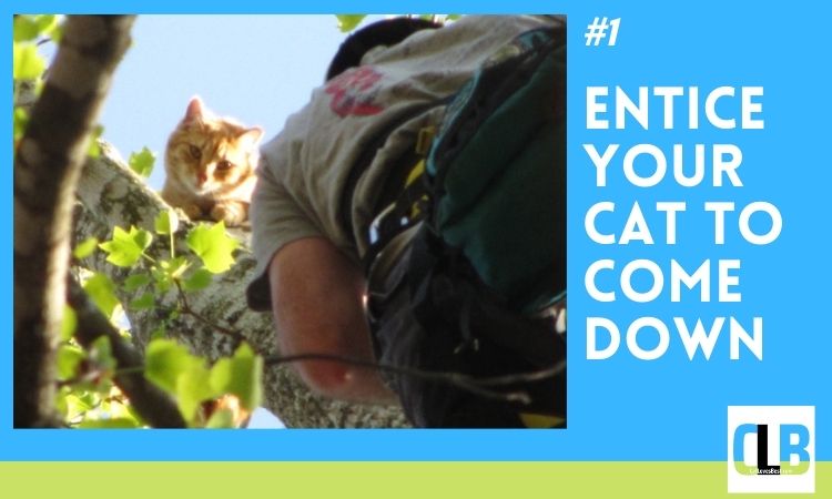 enticing your cat to down from the tree