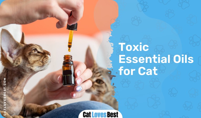 essential oils that are toxic to cats