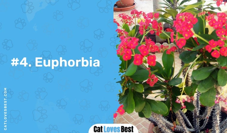 euphorbia plant not safe for cats