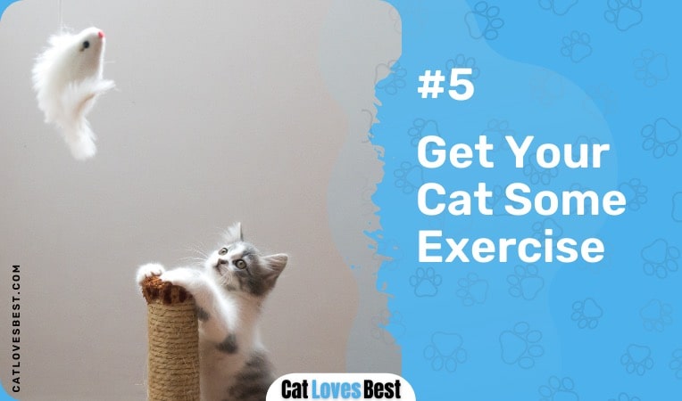 Exercising Cat During the Heat Cycle