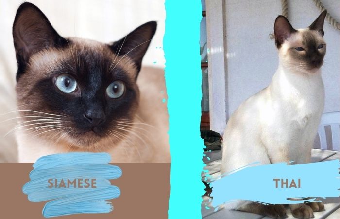 external signs and character of thai and siamese cat