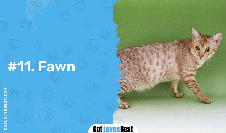 fawn ocicat