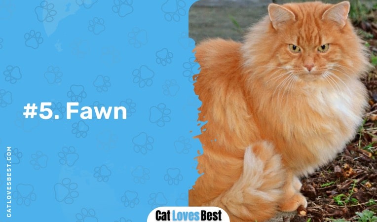 fawn ragamuffin cat color