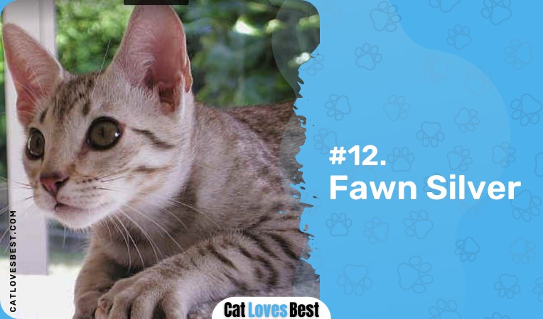 fawn silver ocicat