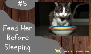 12 Effective Ways to Calm a Cat Down at Night
