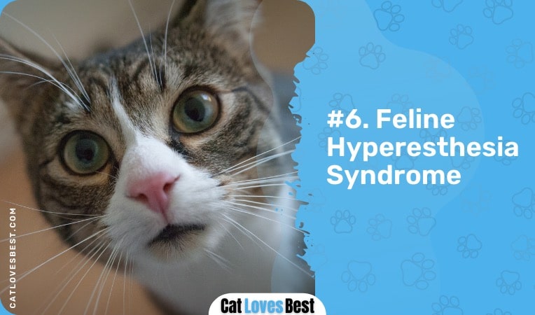 feline hyperesthesia syndrome
