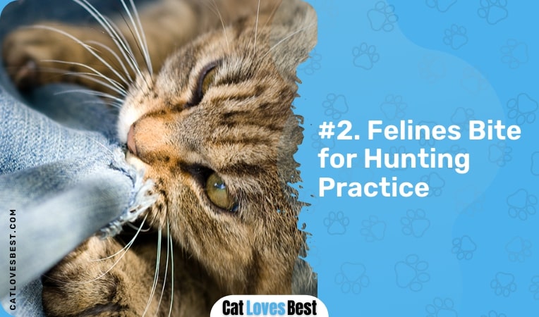 felines bite for hunting practice