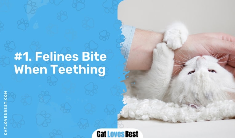 felines bite when teething