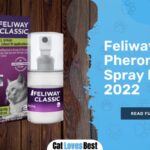 feliway pheromone spray for cats review