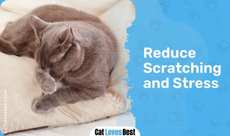 feliway spray reduces scratching and stress in cats