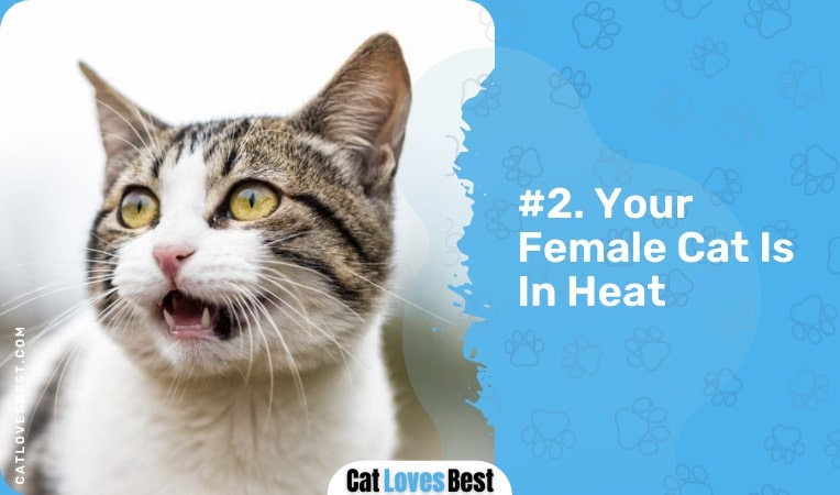 female cat is in heat