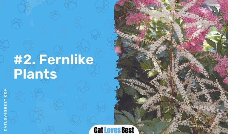fernlike plants are bad for your cat
