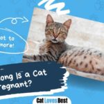for how long is a cat pregnant