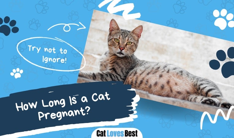 for how long is a cat pregnant