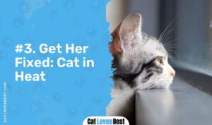 What Is Caterwauling? 6 Reasons Behind It