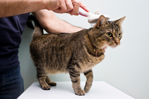 grooming needs of classic tabby and mackerel tabby cats