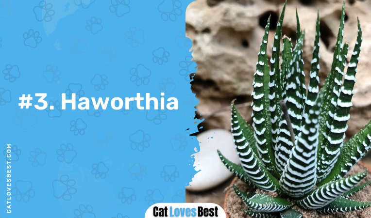 haworthia succulent plant safe for cats