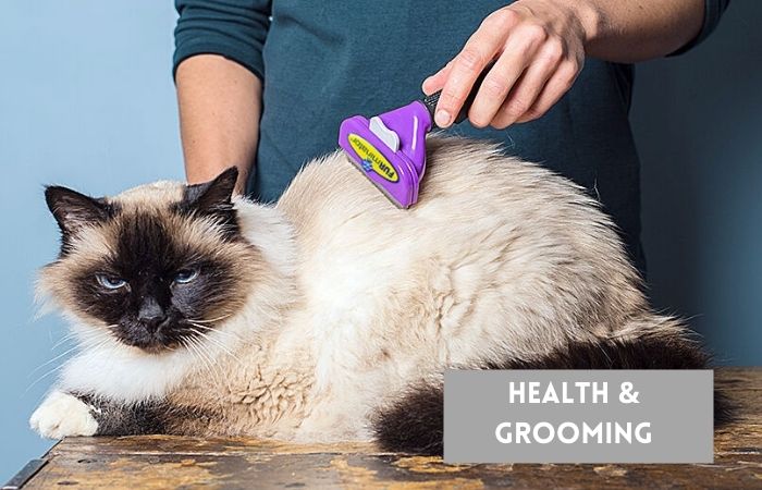 health and grooming of thai and siamese cats