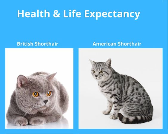 health and life expectancy of american shorthair and british shorthair