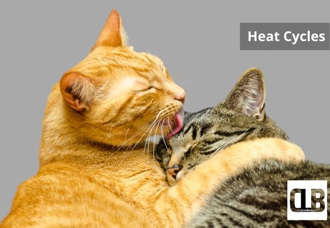 heat cycles in cat