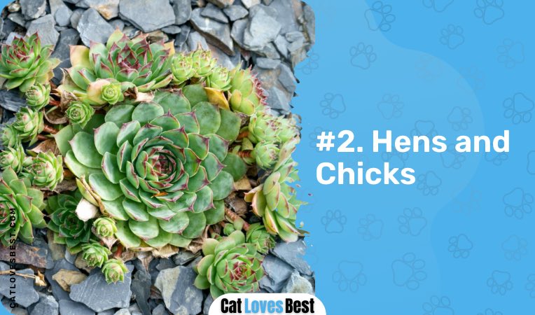 hens and chicks succulent plant safe around cats