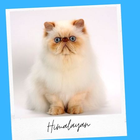 himalayan cat breed