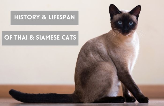 history and lifespan of thai and siamese cats