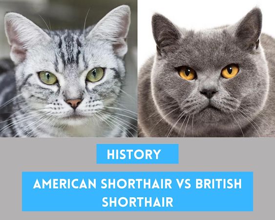 history of american shorthair cat and british shorthair cat