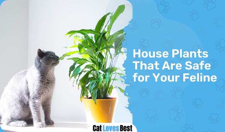 house plants that are safe for your cats