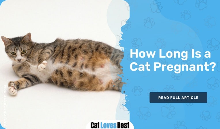how long is a cat pregnant