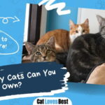 how many cats can you own here's all you need to know